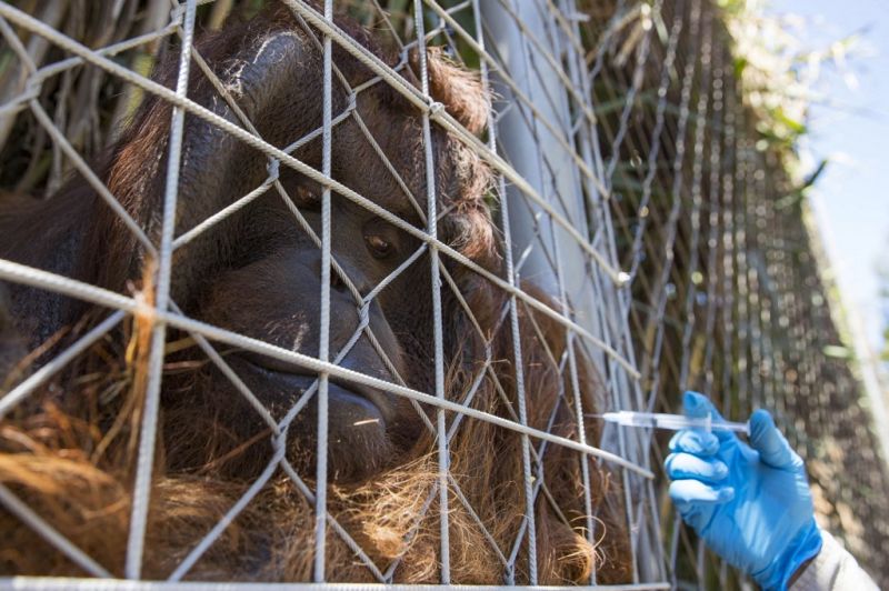A WHO kihirdette a globális vészhelyzetet a majomhimlős fertőzöttek magas száma miatt