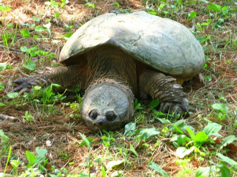 Emberre is veszélyes teknőst fogtak ki a Balatonból – fotó