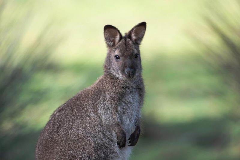 Itt a videó a Csepelen elkóborolt kengururól