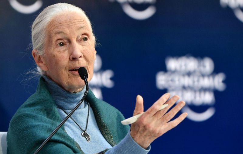 Jane Goodall üzent a Fidesznek a fák kivágásáról: "Védjétek meg az erdeiteket!"