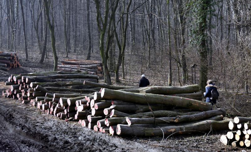Módosította a fakivágásról szóló rendeletet a Fidesz: mégsem lehet természetvédelmi területen fát kivágni
