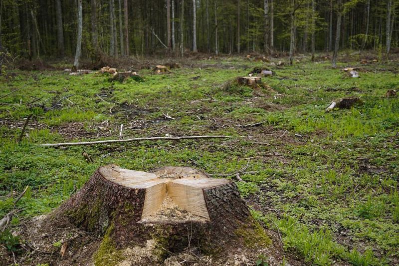 Agrárminiszter: a fa kitermelése nem csökkenti az erdőterületet