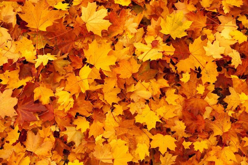 Hamarosan beköszönthet az ősz: évszakváltó hidegfront közeledik