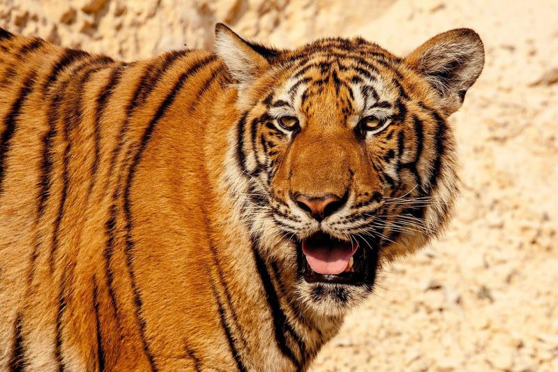 Állatkertből kiszabadult tigris kóborol a szlovák-ukrán határ közelében – fotó