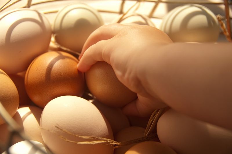 Ősz végére akár 100 forint is lehet a tojás darabára