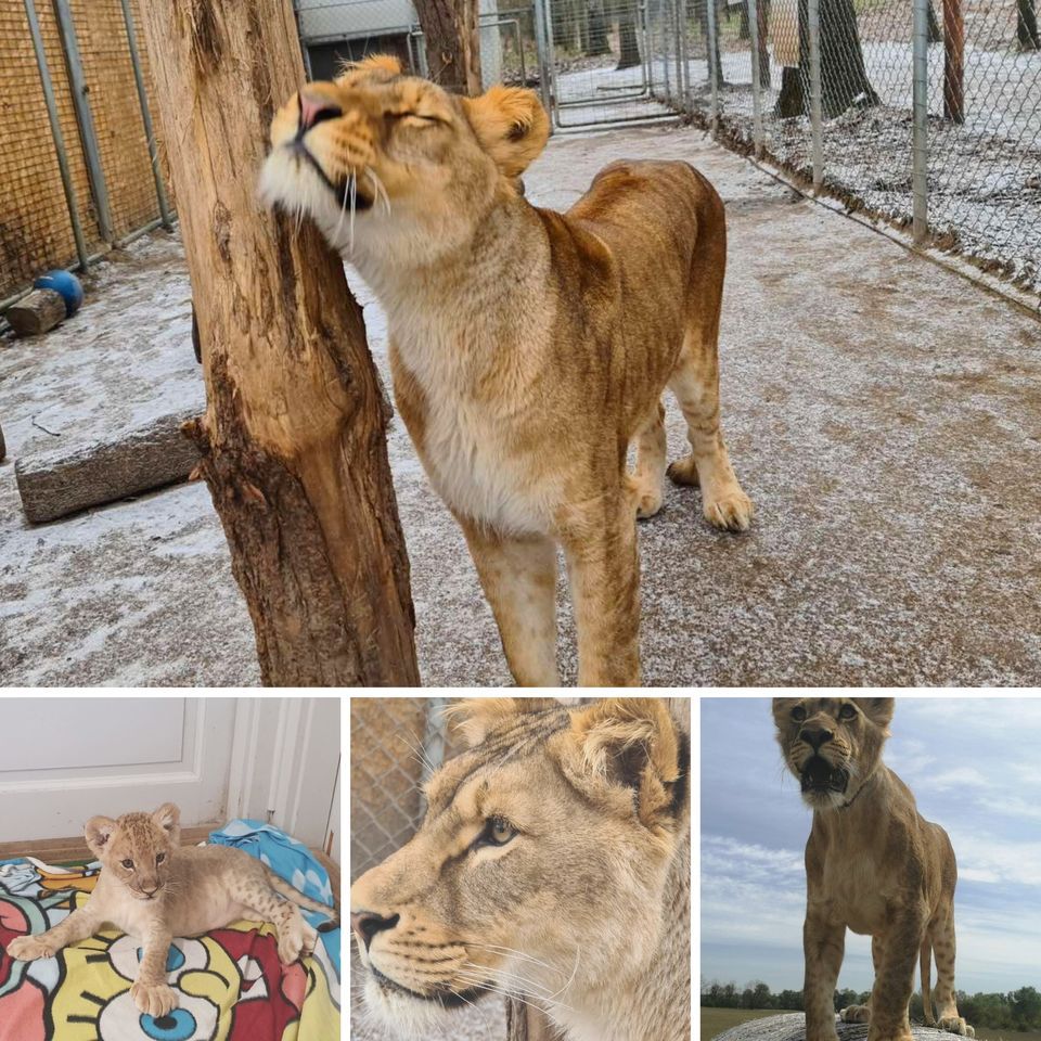 El kellett altatni a Veresegyházi Medveotthon hároméves oroszlánját