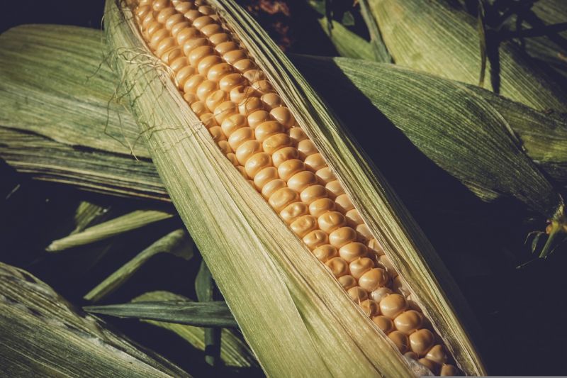 Olcsóbb az ukrán kukorica a magyarnál, a hazai termés az aszály miatt kevés lett