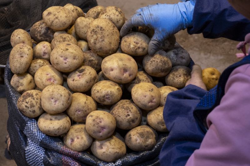 Magyarország, 2022: egy pénztáros kitépett egy krumplis zacskót, hogy kivegyen egy szem krumplit az ársapka miatt! 