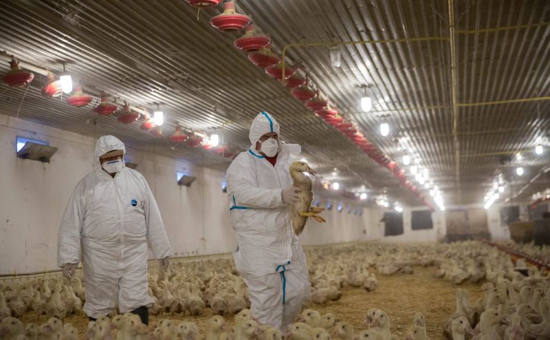 Elkeserítő hírt közölt a NOÉ Állatotthon: náluk is megjelent a madárinfluenza, ki kell irtaniuk a megmentett állatok egy részét