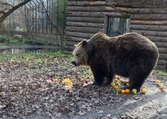 Előbújtak a medvék: kiderült, meddig tart még a tél