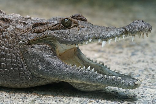 Bekopogott egy aligátor egy floridai férfi házába, majd meg is harapta