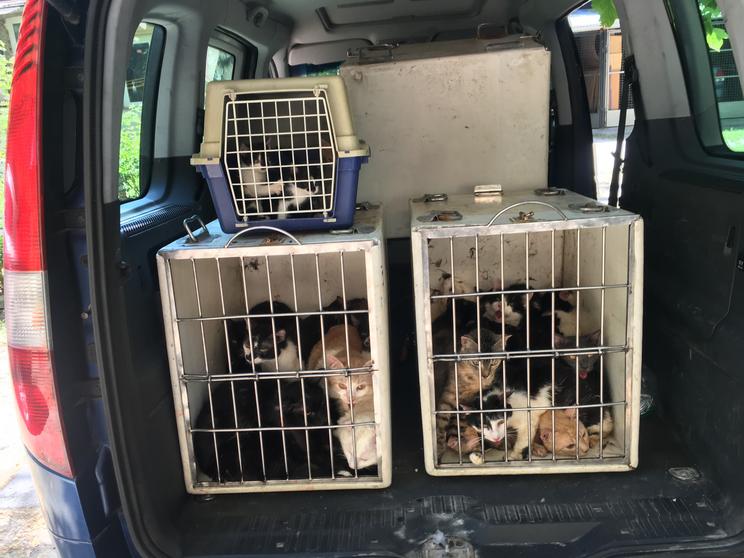 Súlyos állatkínzás – Macskamúmia és 107 macska egy lakásban