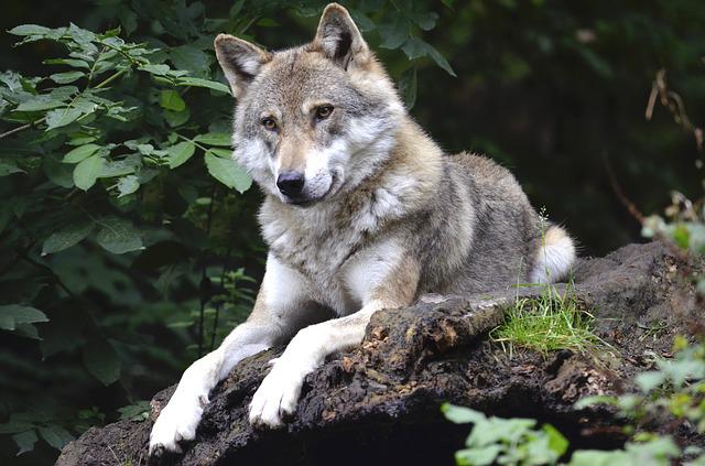 A svájci farkas már két hete a budai agglomerációban kóborol