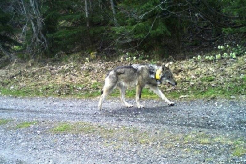 Büntetőeljárás indul a Svájcból indult, de Magyarországon kilőtt farkas ügyében