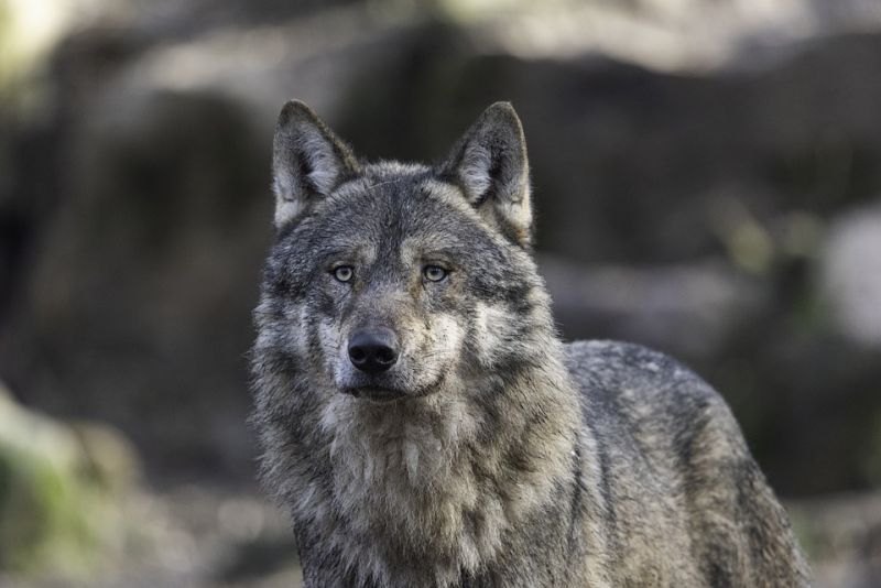 Hoax volt a farkasgyilkos vadász vérlázító „vallomása”