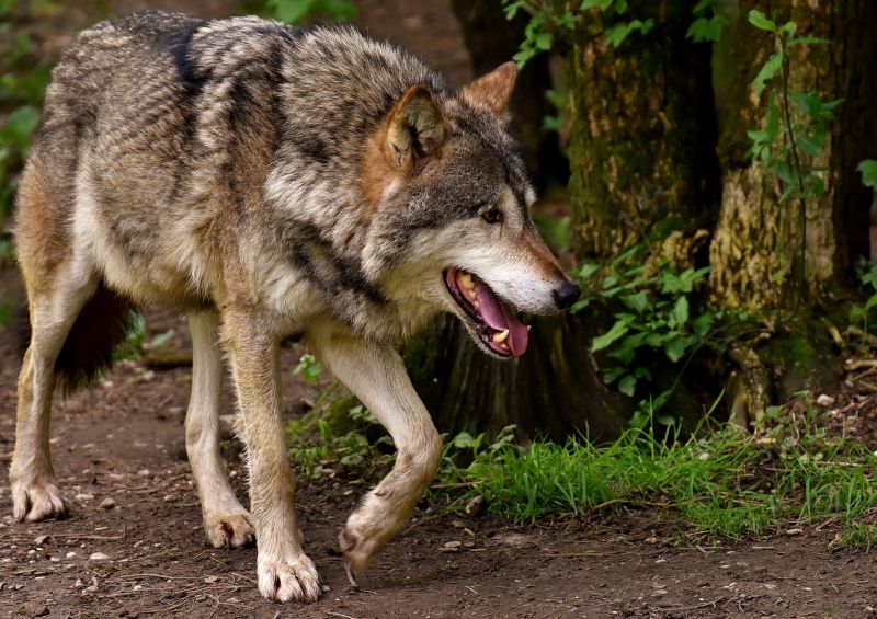 LMP: a kilőtt farkas eszmei értéke 250 ezer forint, ezt legalább 2,5 millióra kellene emelni
