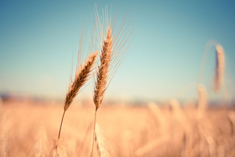 Eltűnhet Magyarországról a gazdák gondjait növelő, árleverő ukrán gabona