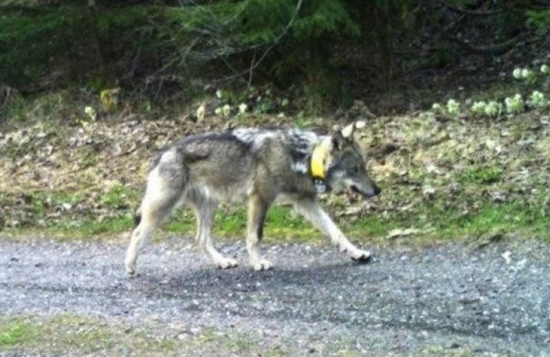 Gerjed a népharag a farkast kilövő vadász ellen, már tízezrek követelik, hogy kapjon letöltendő büntetést