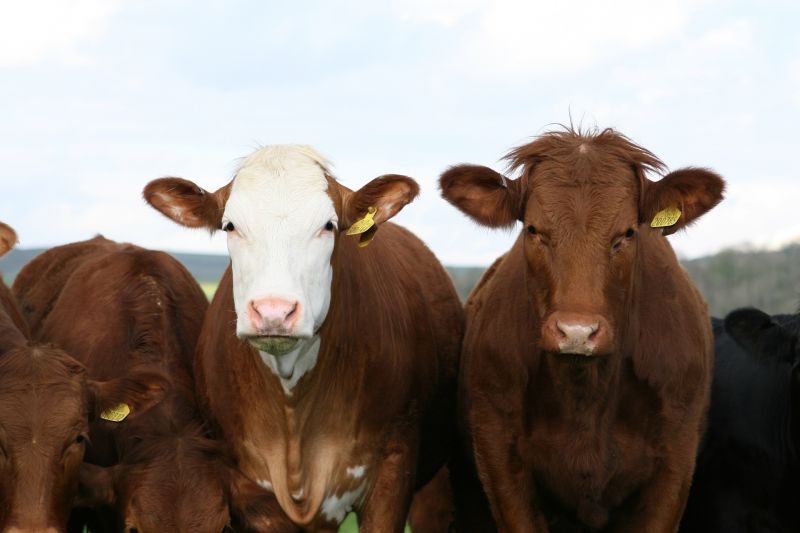 Sorra kerülnek elő a rejtélyesen megcsonkított szarvasmarhák Texasban