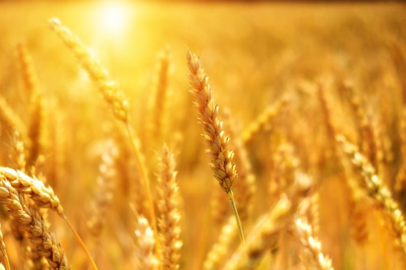 Végre! Megállapodás jött létre az ukrán gabona behozatalával kapcsolatban