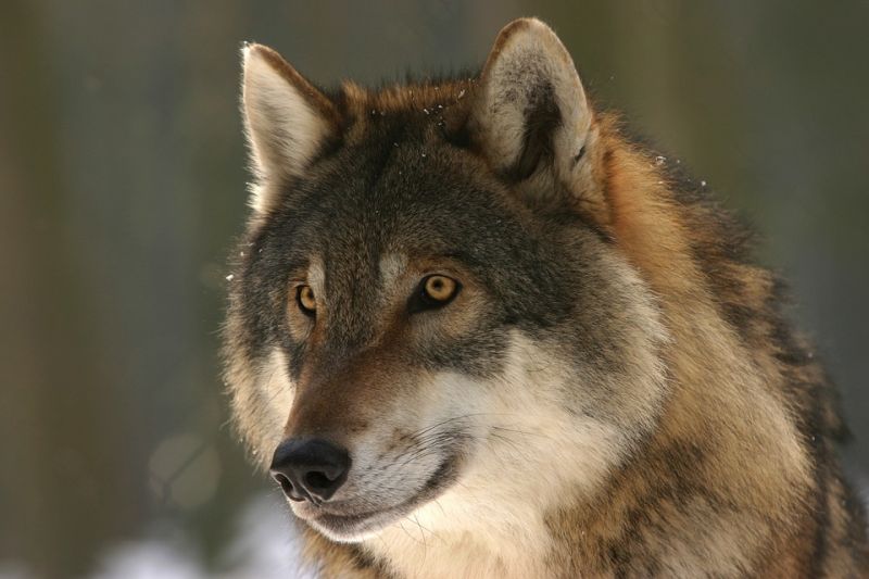 A vadászkamara azt mondja, hogy lehet, hogy nem is vadász lőtte ki a svájci farkast