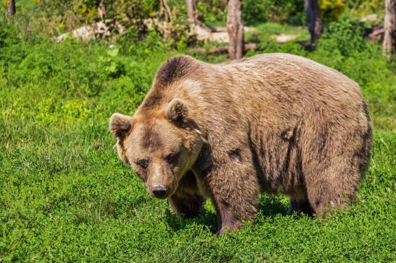 Két óriási medve barangol Magyarországon