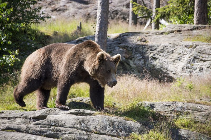 Egy újabb medve bukkanhatott fel Nógrádban