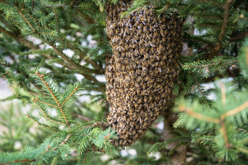 Egy legalább negyvenezres méhraj szállta meg egy egri társasház kertjét