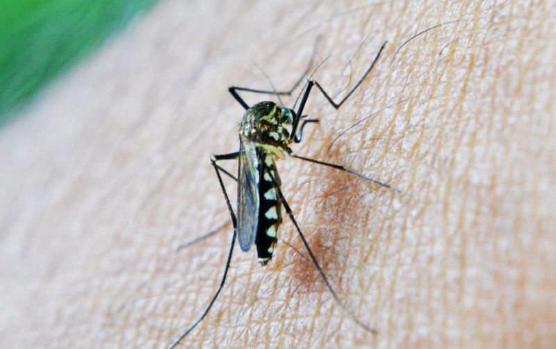 Indul a szúnyoginvázió – Késik az irtás