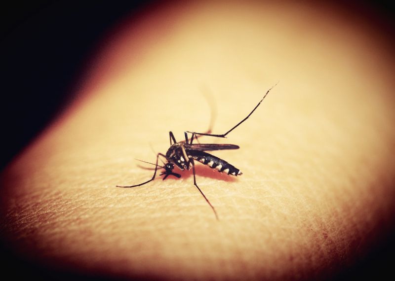 Itt irtanak: a szúnyogoknak rossz hete lesz, aminek sok megyében örülhetnek: 85 ezer hektáron jön az irtás