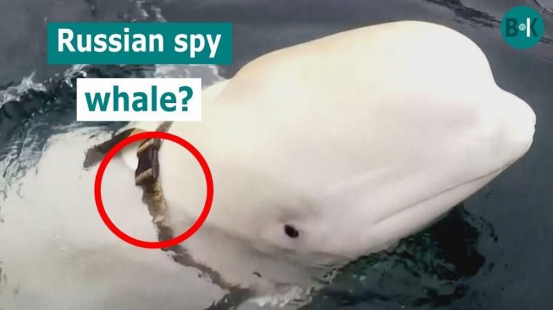Svédország partjainál látták a feltehetően Putyinék által kémnek kiképzett delfint