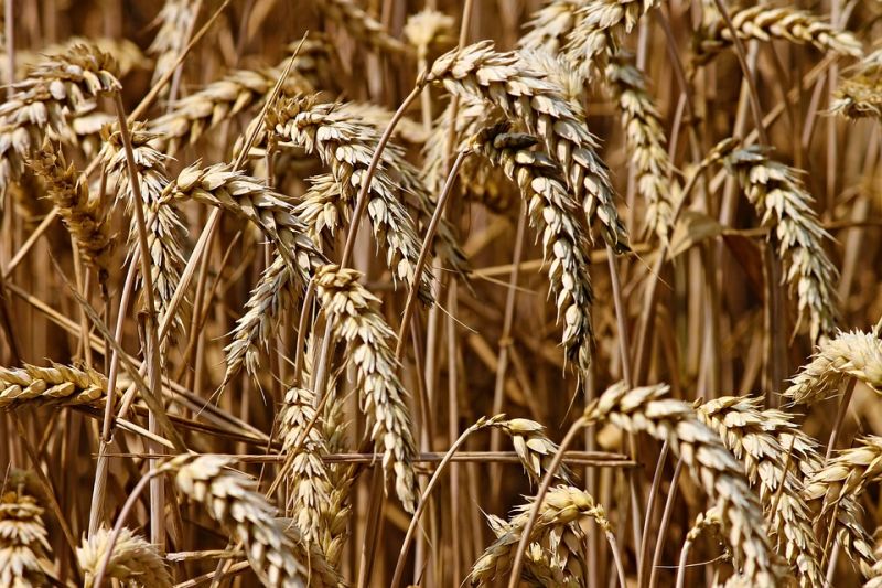 Az EU meghosszabbította az Ukrajnából származó gabona importjának korlátozását