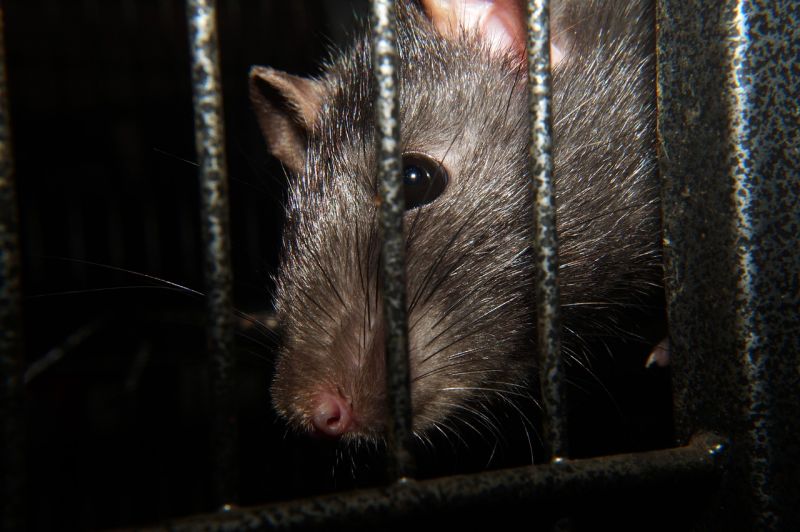 Patkányt fotóztak a János kórházban – Így reagált az intézmény