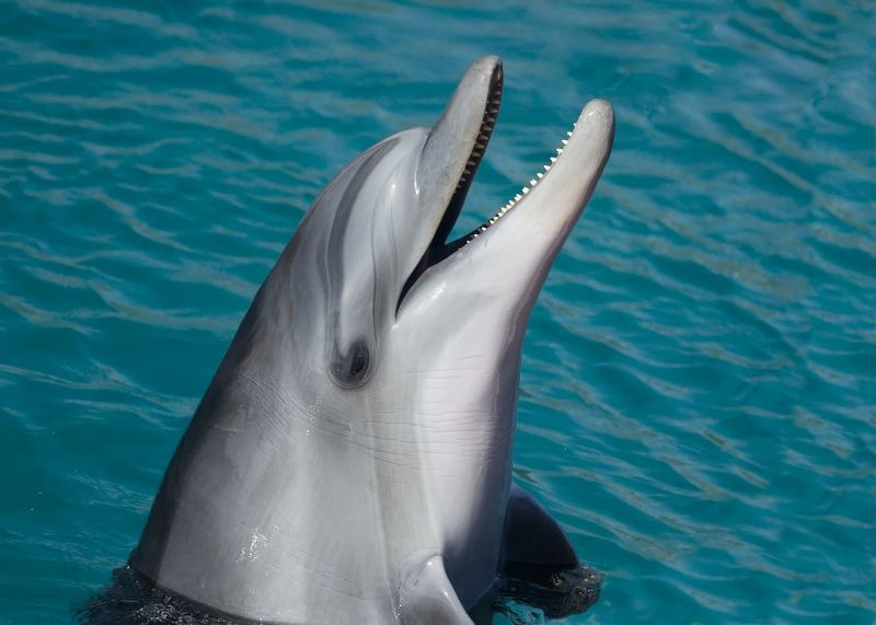 Agyonlőhettek egy delfint Horvátországban