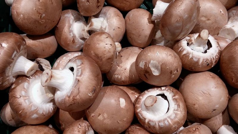 Nincs elég magyar melós, Heves megyében már filippínók szedik a gombát