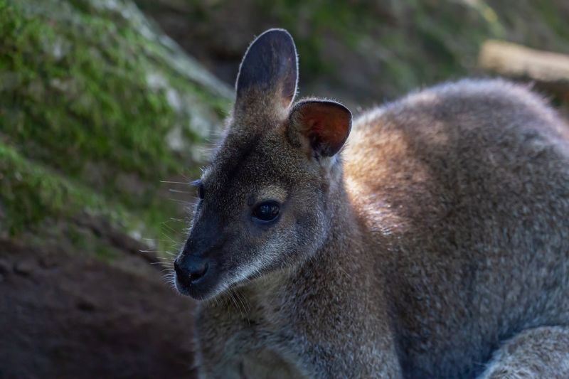 „Rám nézett, és eldőlt” – Meglett az eltűnt móri kenguru, de tragédiával ért véget a keresés