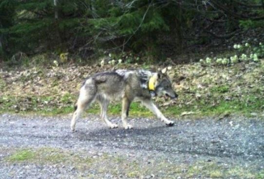 Újabb elképesztő fordulat a lelőtt farkas ügyében: egy 9 éves gyerek ölhette meg az állatot