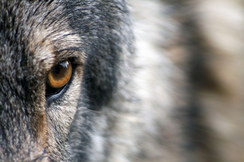 Öt farkaskoponyát foglaltak le, orvvadásszá züllött vadászokon ütött rajta a rendőrség Putnokon