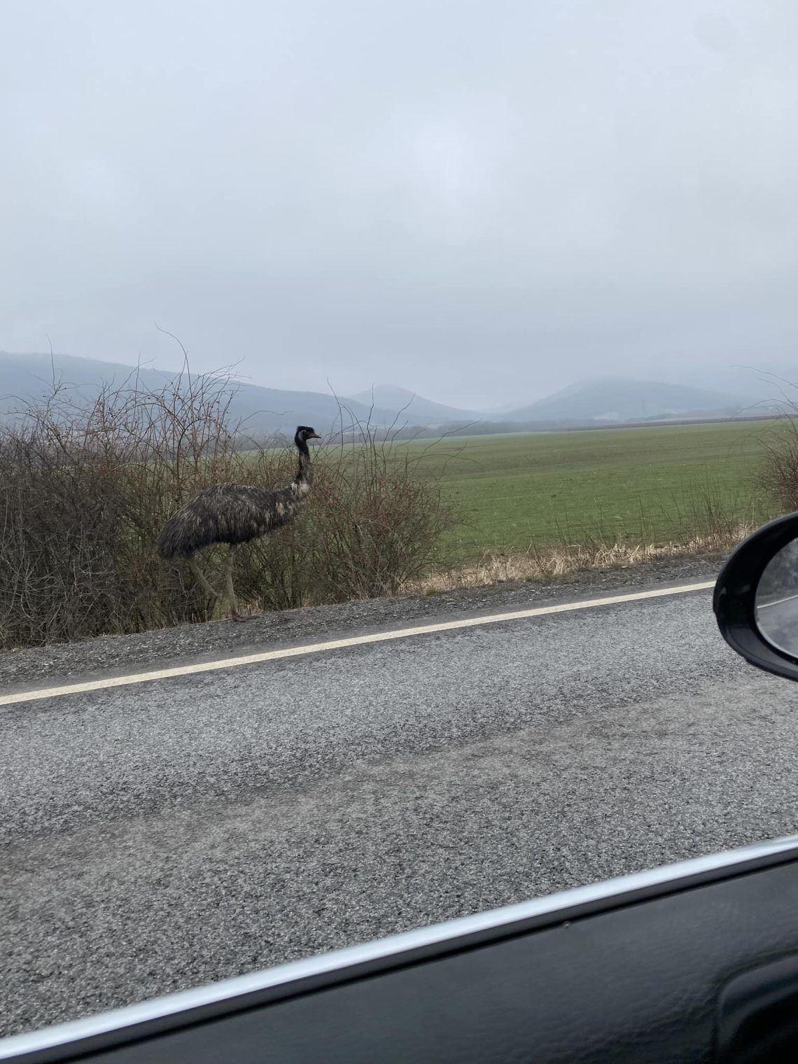 Emu sétált az autóúton Sárospatak közelében