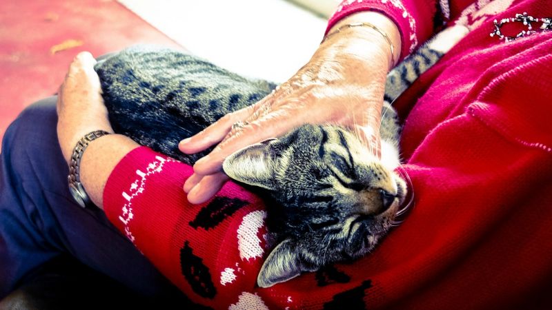 Szörnyű videó: Macskán tett erőszakot egy bölcsődei dada, hatalmas botrány lett Gyulán