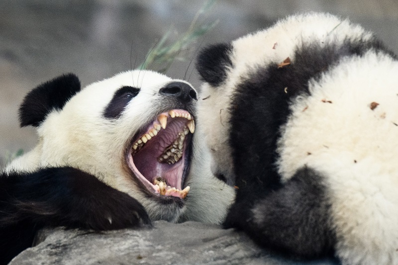 Tizenhét év után visszaköltöznek Kínába a madridi állatkert óriáspandái