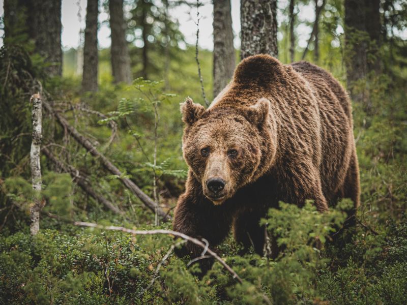 Vigyázat! – Egy medve bóklászik a Bükkben – Itt látták utoljára