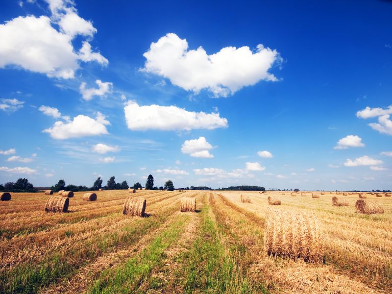Odaver a szélsőséges időjárás a mezőgazdaságnak – Lehet, hogy termőterületeket kell feladni – De hol fogunk termelni?