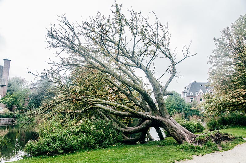 Ítéletidő – Brutális károkat okozott a vihar, kidőlt fáknál, vízzel elöntött területeknél végzett mentést a katasztrófavédelem
