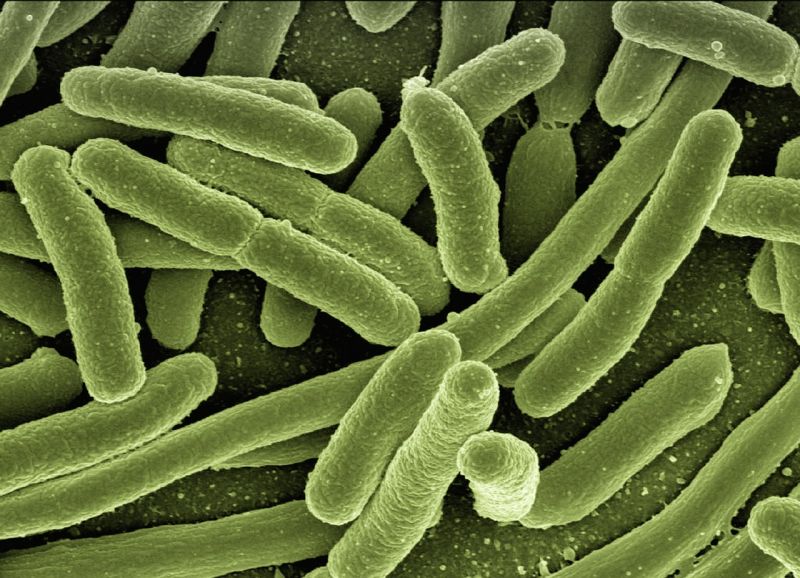 Húsevő baktérium miatt betegednek meg többszázával az emberek Japánban