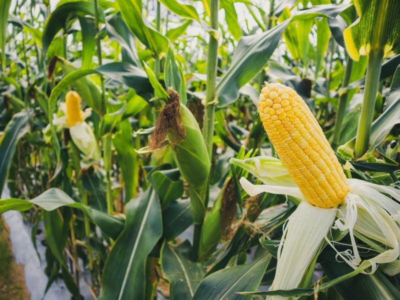 Nem lesz idén kukorica a magyar földeken – Befellegzett a gazdáknak