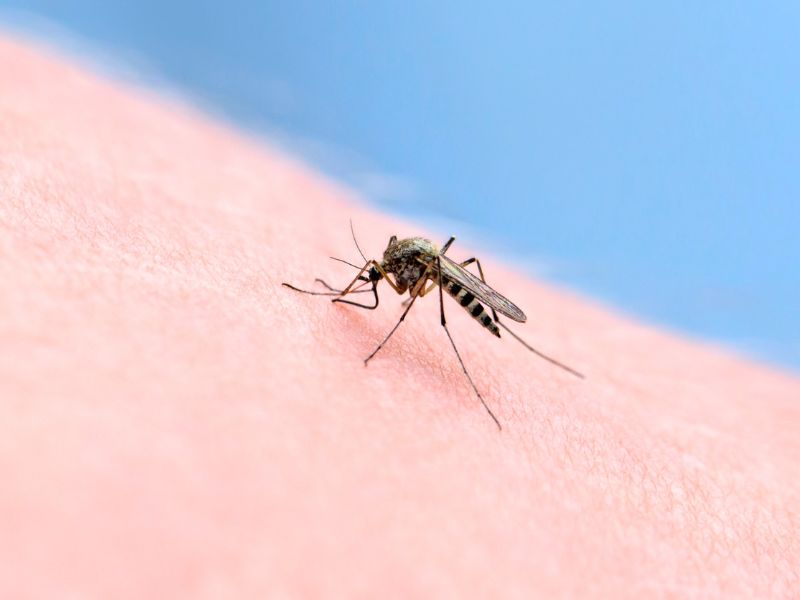 Ezeket az embereket gyakrabban csípik meg a szúnyogok, mint másokat – Ez az oka