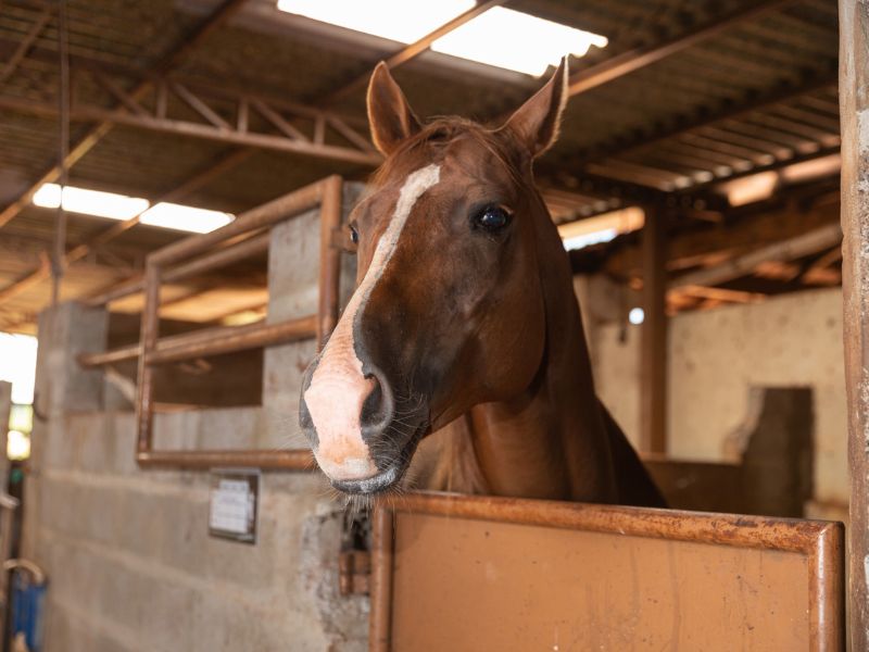 Hagyta szomjan halni a lovait – Állatkínzás miatt emelnek vádat a férfi ellen