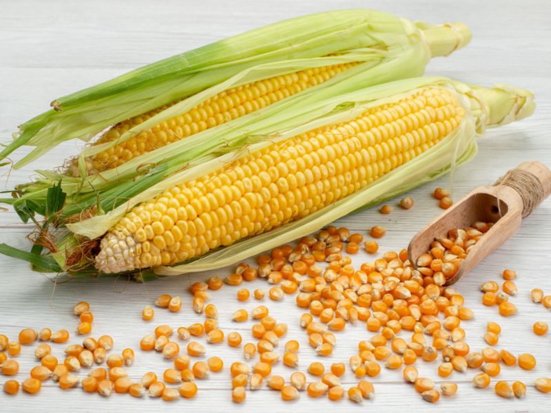 Tényleg ezt fogjuk enni? Az EU engedélyezte a génmódosított kukoricát