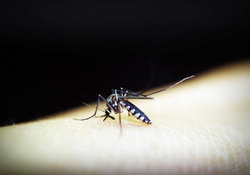 Pszichés zavarok és depresszió – Ezeket a tüneteket okozhatja egy szúnyogcsípés 